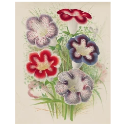 John Derian Gloxinia (p 106) Decoupage