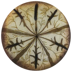 John Derian Urchin Fig. 2