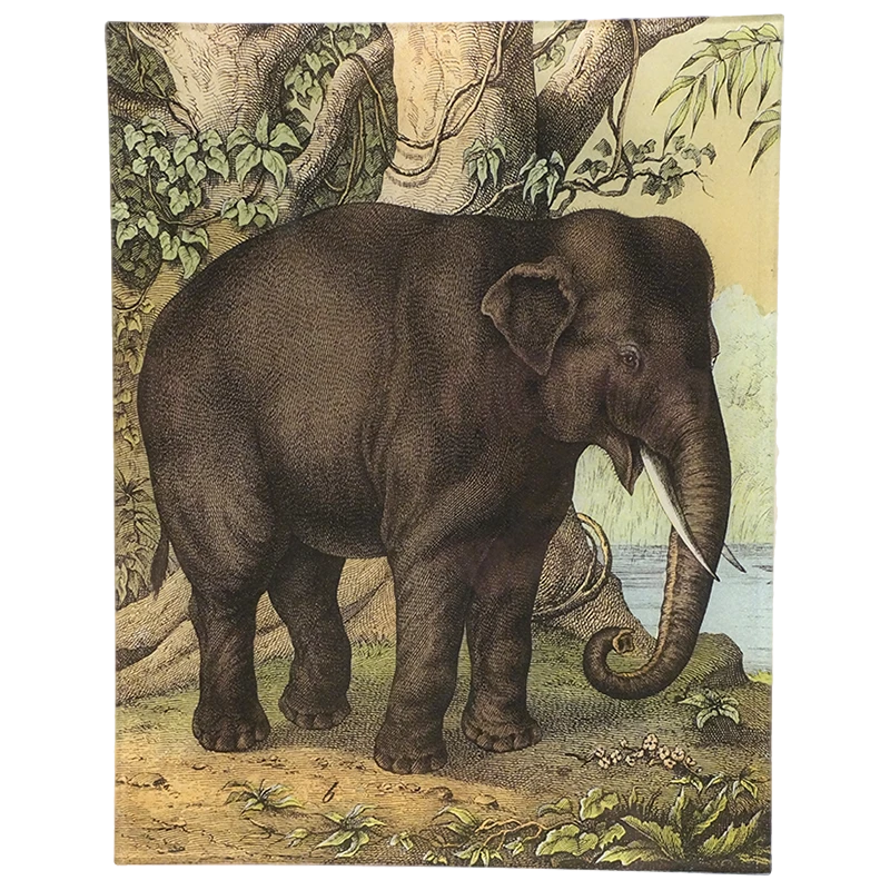 John Derian Decoupage Elephant 3 John Derian Decoupage Elephant