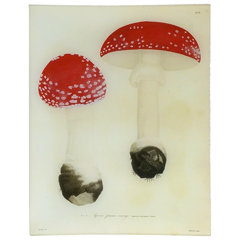 John Derian Fungi Mushrooms - Pl. 18 - FINAL SALE 3 John Derian Fungi Mushrooms - Pl. 18 - FINAL SALE