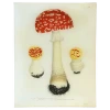 John Derian Mushrooms - Pl. 19 Decoupage