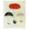 John Derian Mushrooms - Pl. 20