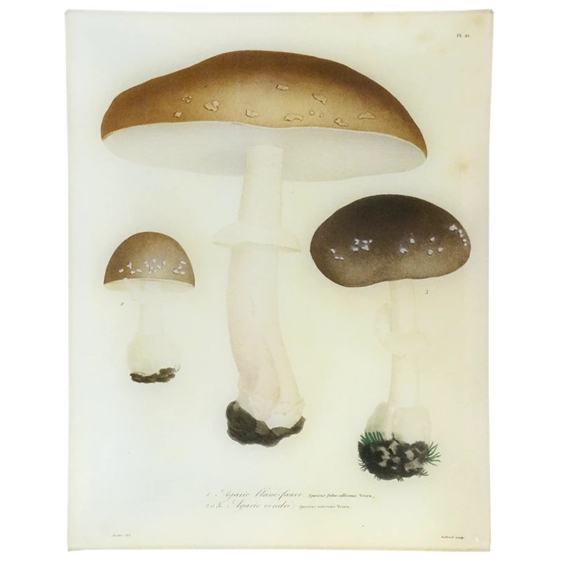John Derian Mushrooms - Pl. 21 3 John Derian Mushrooms - Pl. 21