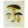 John Derian Decoupage Mushrooms - Pl. 5