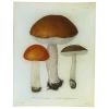 John Derian Mushrooms- Pl. 9 Decoupage