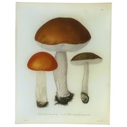 John Derian Mushrooms- Pl. 9 Decoupage