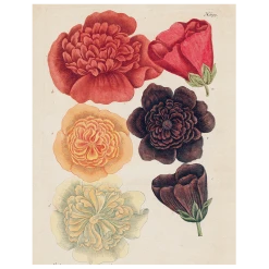 John Derian Malva (p 109) Decoupage