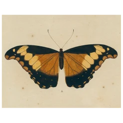 John Derian Decoupage Brown Butterfly A (p 110)