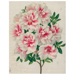 John Derian Azalea (p 115) Decoupage