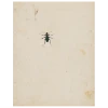 John Derian Dark Bug (p 116)