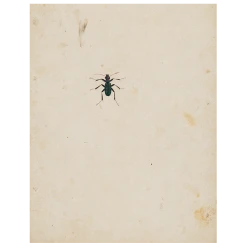 John Derian Dark Bug (p 116)