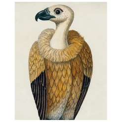 John Derian Decoupage #26-Vulture (p 120)