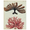 John Derian Decoupage Brown And Red Seaweed (p 121)
