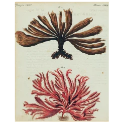 John Derian Decoupage Brown And Red Seaweed (p 121)