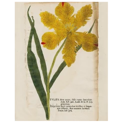 John Derian Yellow Tulip (p 122)