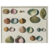 John Derian Decoupage Chart Of Small Shells (p 123)