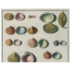 John Derian Decoupage Chart Of Small Shells (p 123)