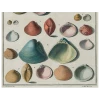 John Derian Decoupage Chart Of Small Shells (p 124)