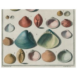 John Derian Decoupage Chart Of Small Shells (p 124)
