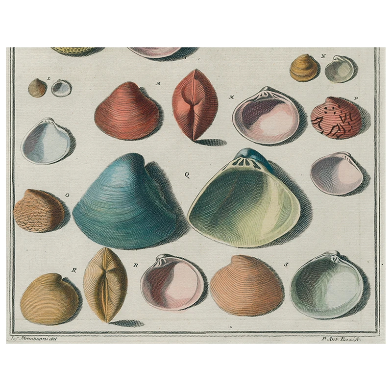 John Derian Decoupage Chart Of Small Shells (p 124) 3 John Derian Decoupage Chart Of Small Shells (p 124)