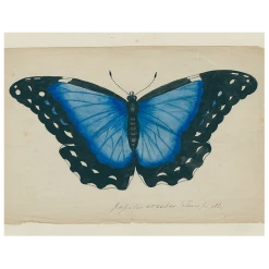 John Derian Blue Butterfly (p 125)