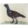 John Derian #45 - Moscovian Black Game Cock Decoupage