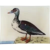 John Derian #48 - Muscovy Duck