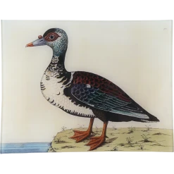 John Derian #48 - Muscovy Duck