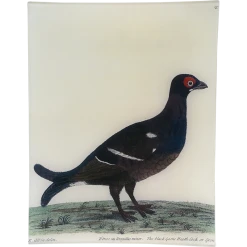 John Derian Decoupage #49 - Black Grouse
