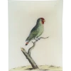 John Derian #50 - Parakeet From East India