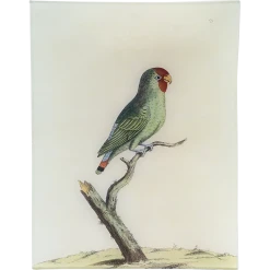John Derian #50 - Parakeet From East India