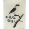 John Derian Decoupage #51 - Butcherbird 1 John Derian Decoupage #51 - Butcherbird