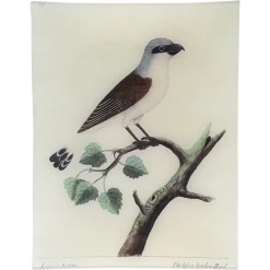 John Derian Decoupage #51 - Butcherbird