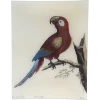 John Derian #52 - Macaw Decoupage