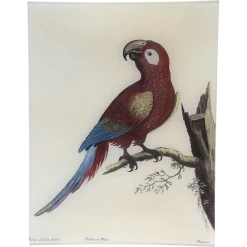 John Derian #52 - Macaw Decoupage