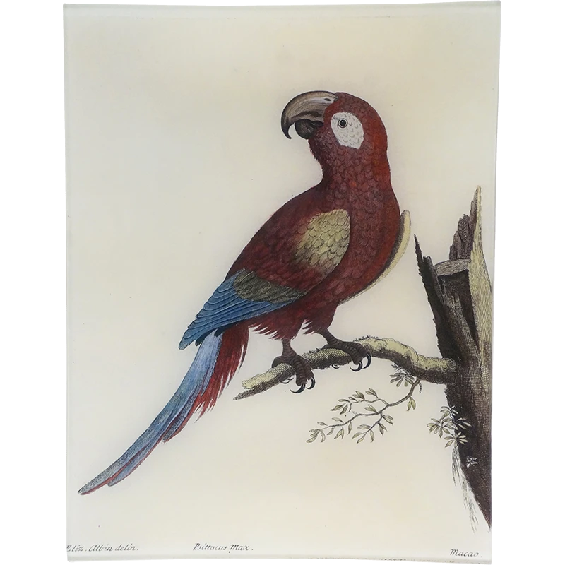 John Derian #52 - Macaw Decoupage 3 John Derian #52 - Macaw Decoupage