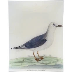 John Derian #55 - White Web Footed Gull Decoupage