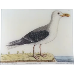 John Derian Decoupage #57 - Great Black & White Gull