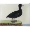 John Derian #58 - Bald Coot Decoupage
