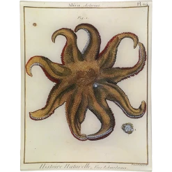 John Derian Decoupage Asterias Pl. 114