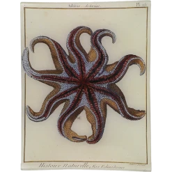 John Derian Decoupage Asterias Pl. 115