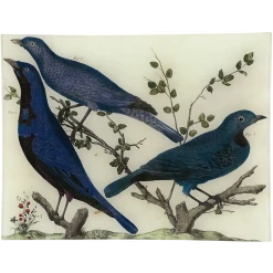 John Derian Cotinga XXXIV