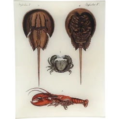 John Derian Ecrevisses Decoupage