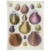 John Derian Scallops LXII (62) Decoupage