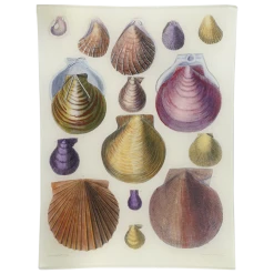 John Derian Scallops LXII (62) Decoupage