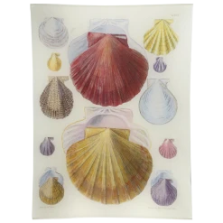 John Derian Decoupage Scallops LXIII (63)