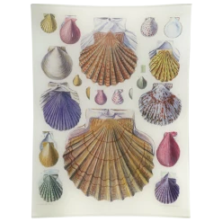 John Derian Scallops LXIV (64)