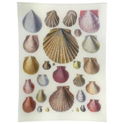 John Derian Scallops LXV (65)