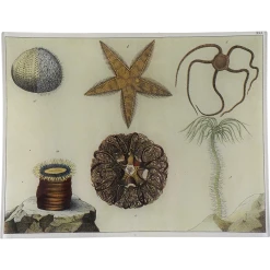 John Derian Decoupage Sea Creatures XXX