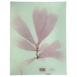 John Derian #2 Seaweed (LXXa) Decoupage